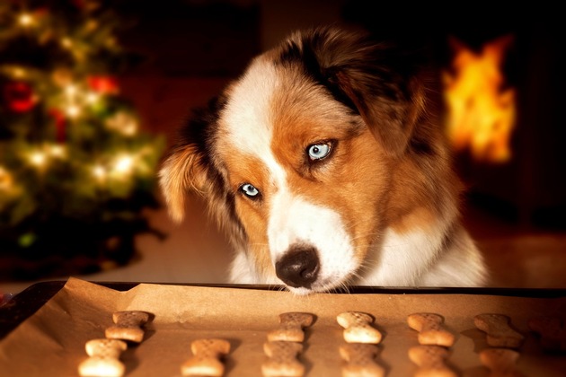 Tierische Weihnachtsgeschenke für Hund und Co.
