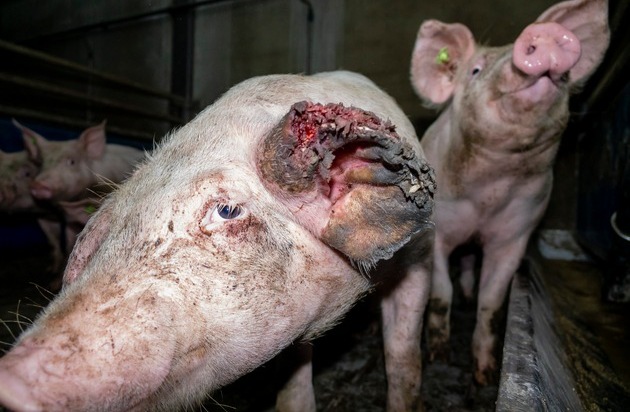 ANINOVA: Versteckte Videoaufnahmen belegen: Tönnies Zulieferer quält Schweine und lässt einige absichtlich verhungern - auch interne Unterlagen zeigen Tierquälerei auf - Staatsanwaltschaft Kleve ermittelt