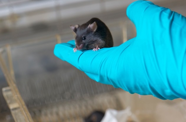 Verein Forschung für Leben: Des chercheuses et chercheurs impliqué-e-s dans l'expérimentation animale participent à des stands pour dire clairement "NON" à l'initiative d'interdiction de l'expérimentation animale et humaine