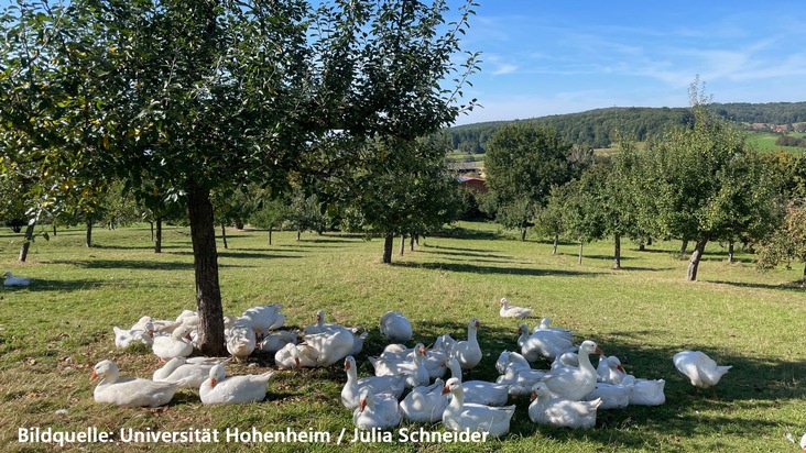 Agroforst: Unis Hohenheim und Freiburg stärken nachhaltige Landnutzung