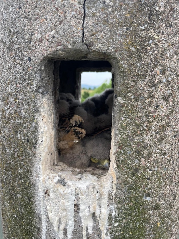 FW Lage: Tierrettung - Turmfalkenküken aus dem Nest gefallen - 15.06.2025