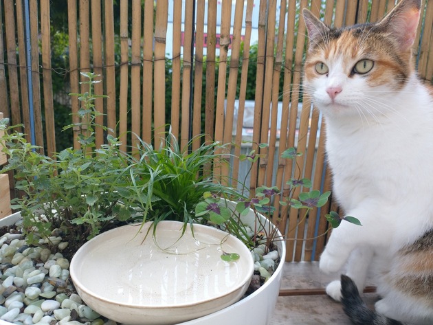 5 dangers estivaux souvent sous-estimés pour les animaux