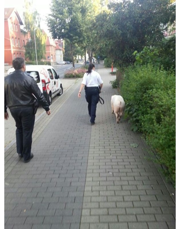 POL-GOE: (397/2013) - Schwein gehabt !! - Polizei stellt &quot;Fluchtschwein&quot;