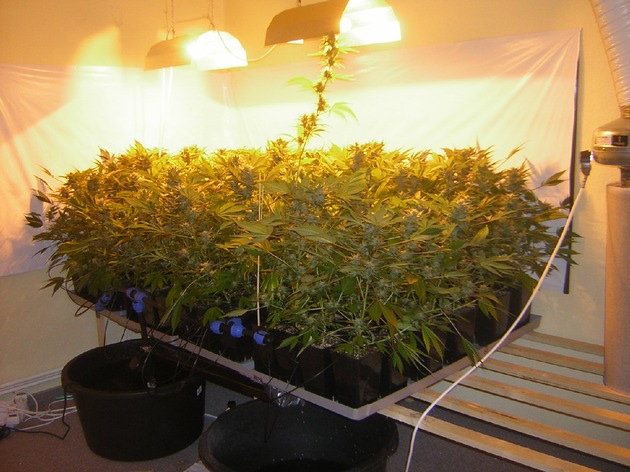 POL-GOE: (1265/2006) Illegale Cannabis - Indoor-Pflanzanlage in Wohnung entdeckt