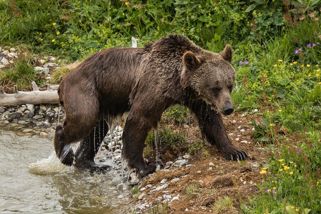 Rangaufteilung unter Bärenweibchen – im Arosa Bärenland trifft Jambolina zum ersten Mal auf Bärin Amelia