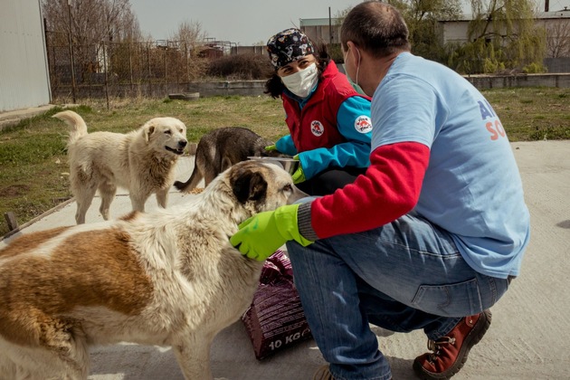 La pandémie COVID-19 : dans plusieurs pays européens des milliers de chiens errants risquent de mourir de faim