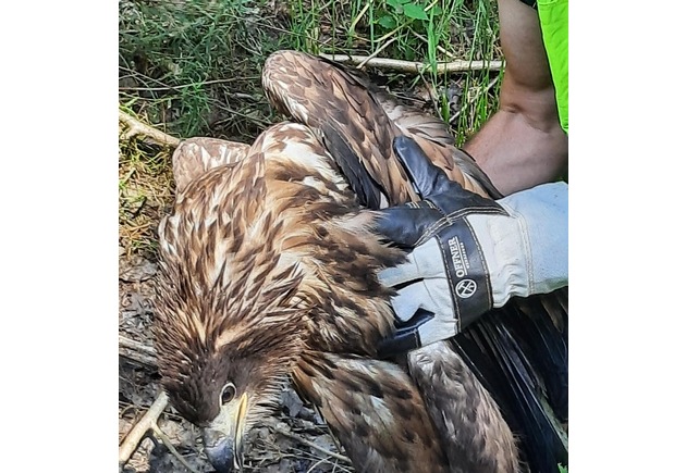 BPOL-FL: Wester Ohrstedt - Verletzter Seeadler an Bahngleisen