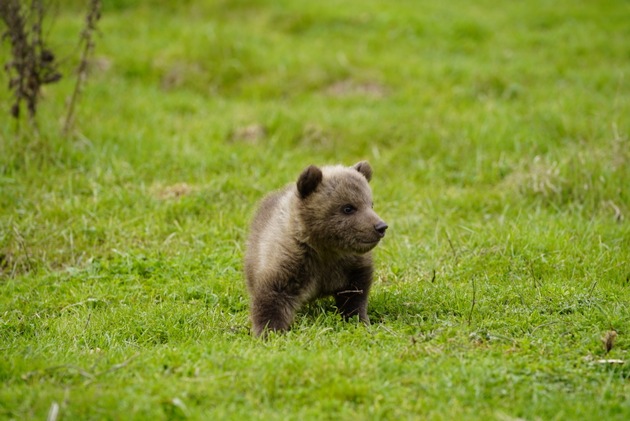 Sur internet, un ourson albanais proposé à la vente pour 5’000 euros