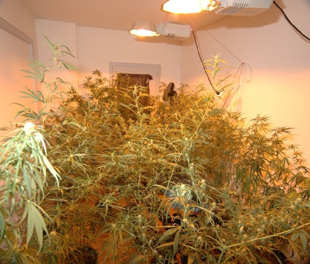 POL-GOE: (1096/2007) Wohngemeinschaft betreibt Cannabisanbau - 70 Pflanzen beschlagnahmt - Fotos im Download