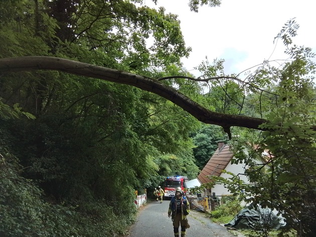 FW Weinheim: Feuerwehr Weinheim beseitig umgestürzten Baum Am Bischof