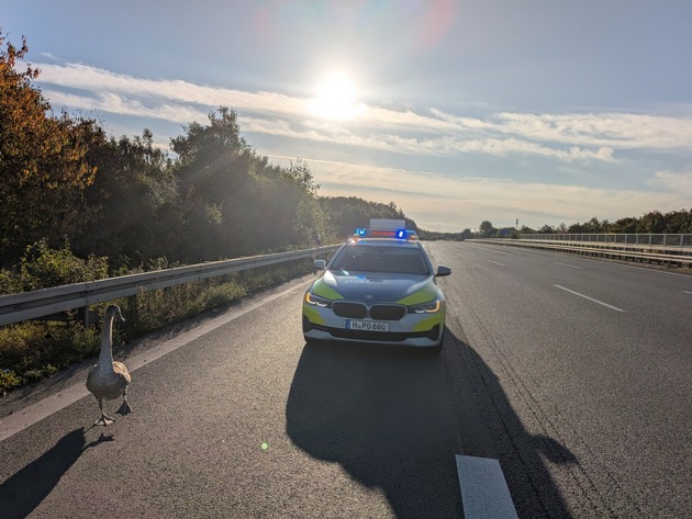 POL-H: Jungschwan auf der Autobahn 2: Polizei rettet gefiederten Ausreißer