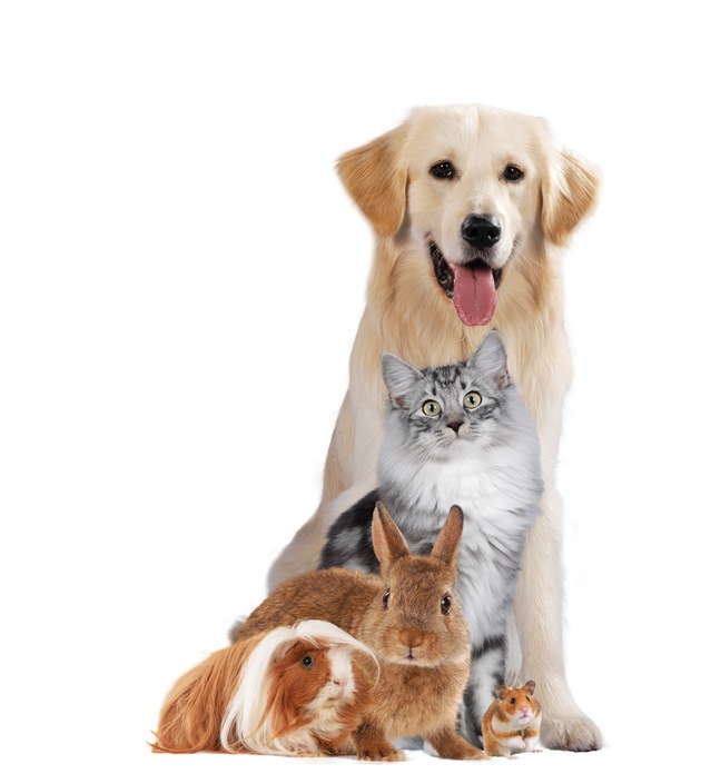 Presse-Info: &quot;Liebe-Dein-Haustier-Tag&quot; - welches sind die beliebtesten Haustiere?