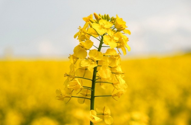 Rapsblüte 2026 / Rapsanbau stabil: Verlässliche Größe im Ackerbau