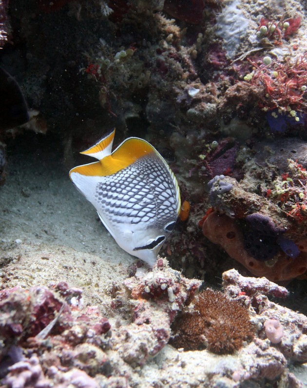 Die Schönheit von Fischgemeinschaften in Riffen der Welt schützen