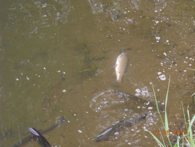 POL-H: Fischsterben in Forellenzuchtbetrieb - Polizei ermittelt wegen des Verdachts  eines Umweltdeliktes