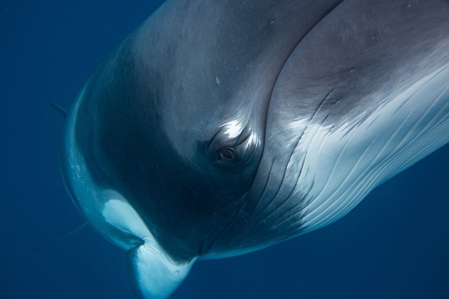Scientists warn:  European whales and dolphins “Under Pressure” of extinction