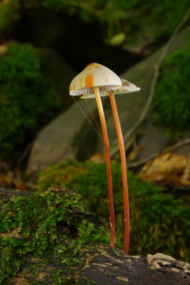 Eschensterben mit Mikroorganismen bekämpfen