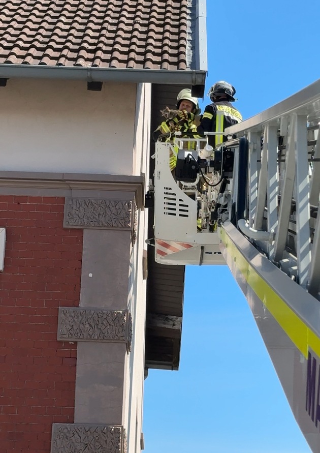 FW Lage: TH0/Tier klein: Katze klemmt im gekippten Fenster - 10.05.2025 - 11:27 Uhr