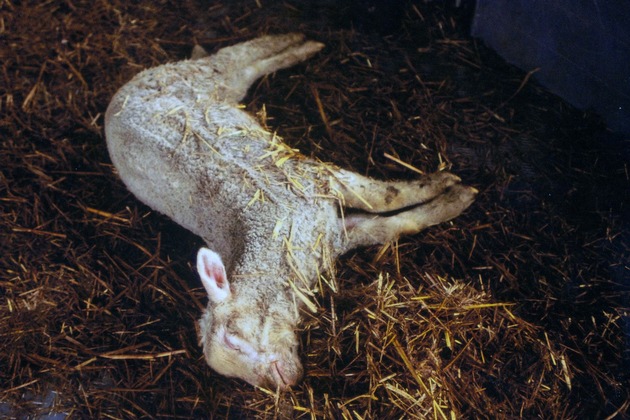 Tierschutzorganisationen beanstanden gravierende Mängel im Tierschutzvollzug