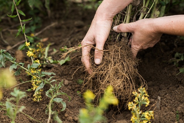 Gemeinsam für gesündere Böden: Kommt mit auf die Living Soil Journey