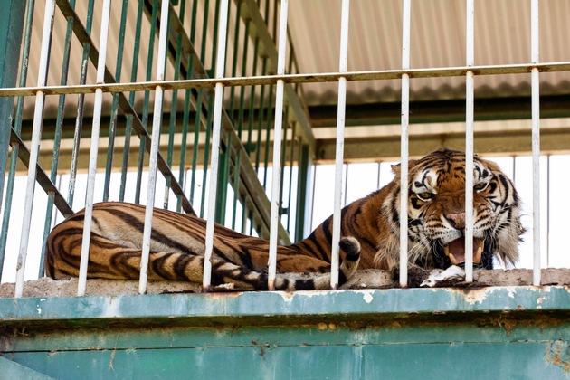Argentinien: Hoffnung für vier Tiger nach 15 Jahren in zurückgelassenem Zugwagon