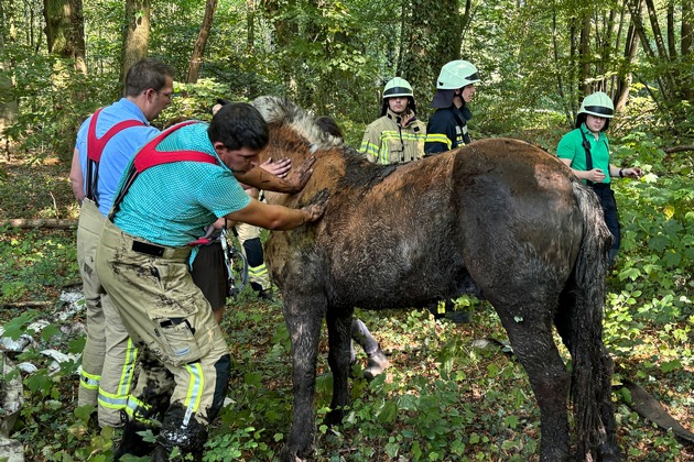 FF Goch: Feuerwehr rettet Pferd aus Morast