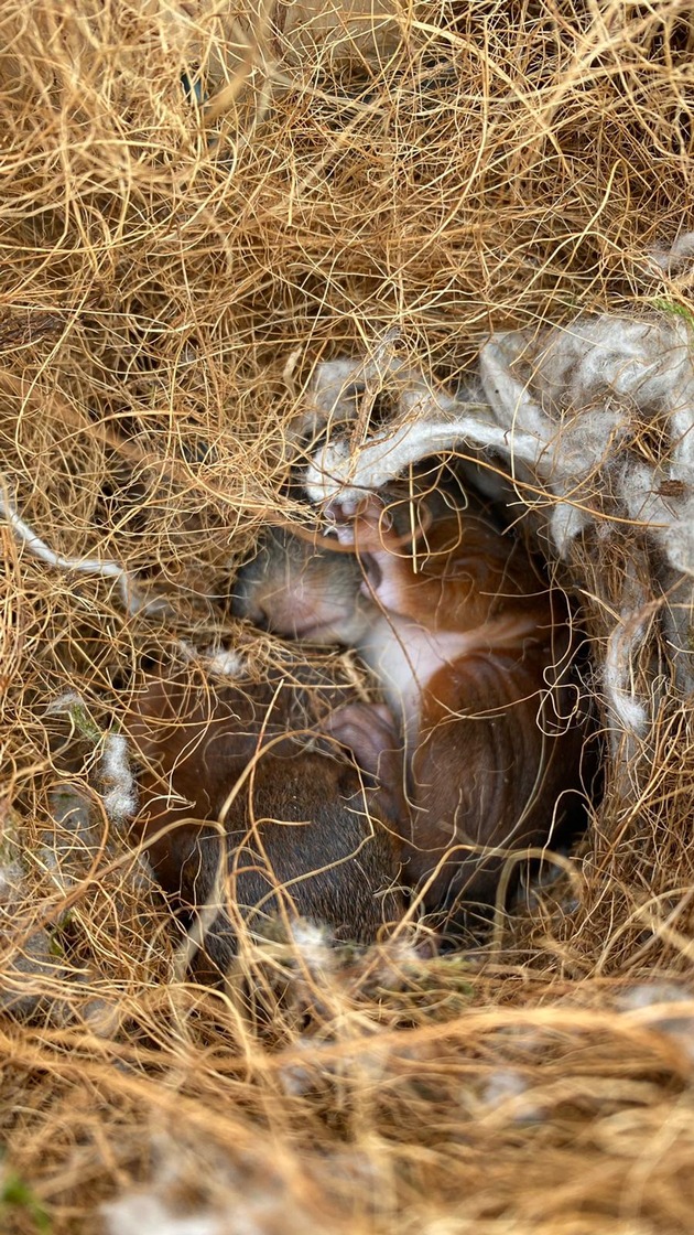 FW-DO: Feuerwehr rettet zwei Eichhörnchen-Babys aus Regenrohr