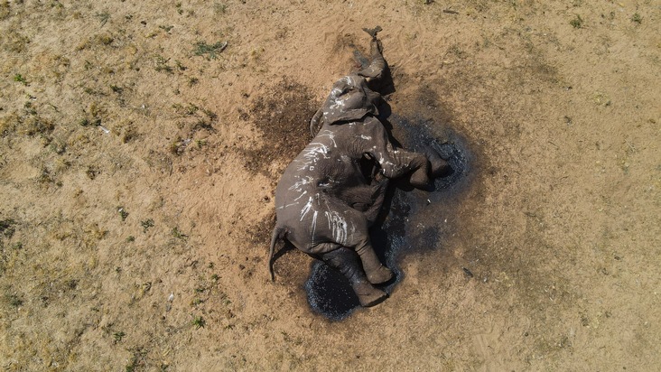 Tödliche Dürre für Elefanten in Simbabwe