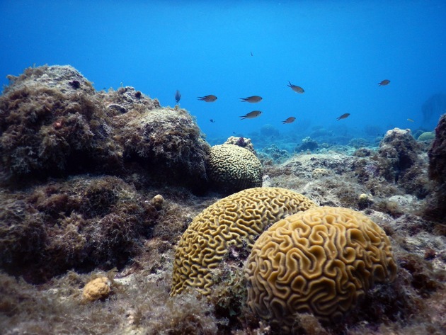 Antifouling-Beschichtungen: Starthilfe für Korallenlarven?