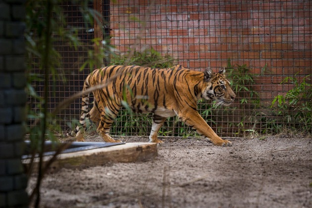 Une nouvelle vie pour les premiers animaux sauvés de l’ancien zoo de Luján