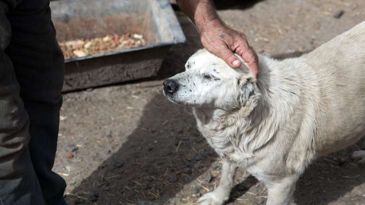 Umfrage in Ukraine zeigt: Hilfe für Tiere dringender denn je