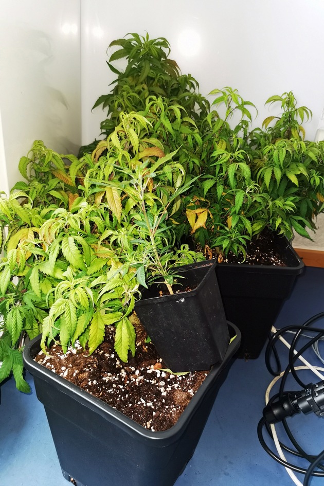 POL-KS: Nach Beschwerden aus dem Haus: Streifen finden Cannabispflanzen sowie zahlreiche Hieb- und Stichwaffen in Wohnung