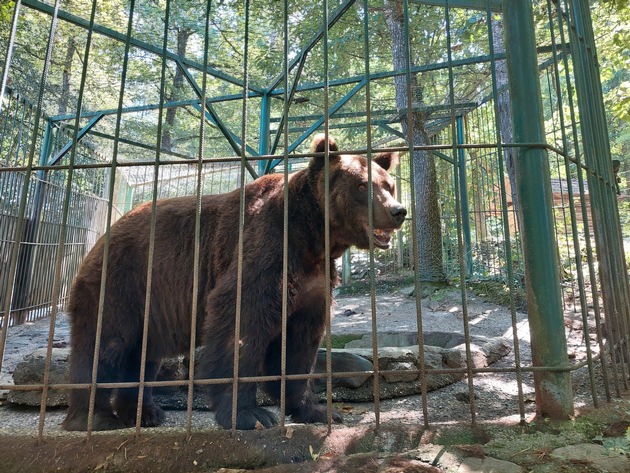 QUATRE PATTES dénonce les conditions de vie inacceptables de quatre ours bruns en Slovénie