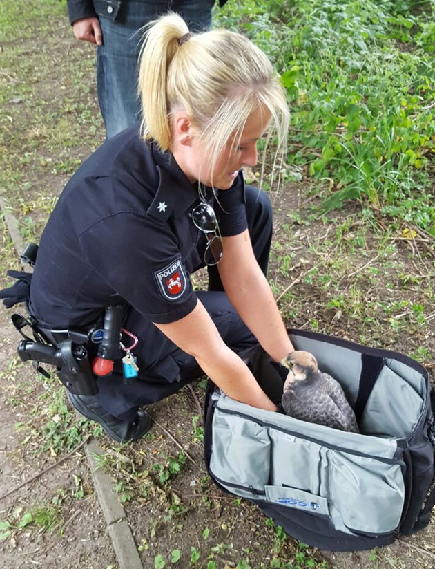 POL-H: Tiere auf Abwegen - Polizei rettet Entenküken und Falken