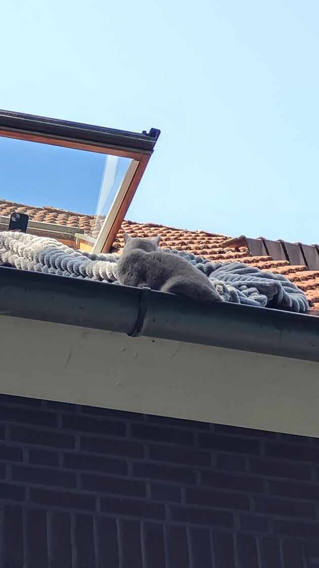 FW Lehrte: Zwei Katzenrettungen innerhalb von 24 Stunden