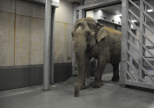 Eröffnung Elefantenpark Zoo Zürich: Sika leistet wichtigen Beitrag vom Fundament bis zum Dach