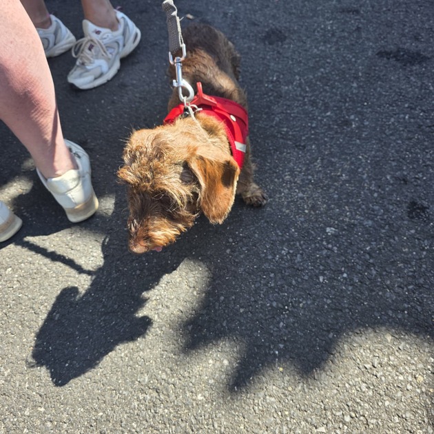 FW Heimbach: Hund am Rursee in Pkw eingeschlossen - Feuerwehr mit Wasser und Spezialwerkzeug im Einsatz
