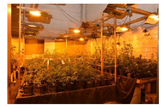 POL-H: Gemeinsame Pressemitteilung der Staatsanwaltschaft Hannover und der Polizeidirektion Hannover
Laatzen und Sehnde: Indoorplantagen mit 2000 Marihuana-Pflanzen gefunden