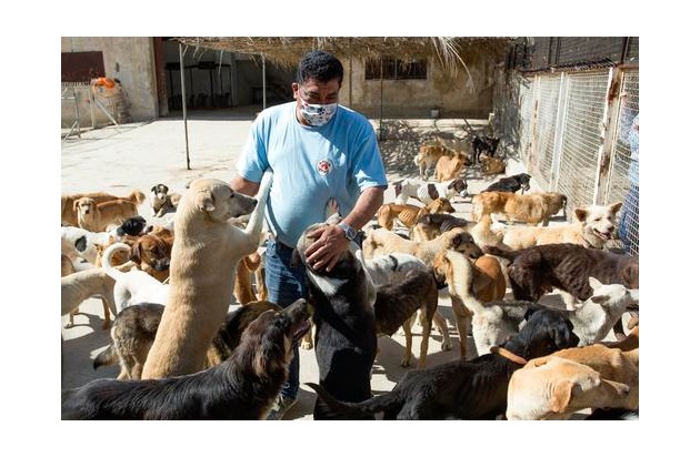 VIER PFOTEN verteilt zehn Tonnen Futter an hungernde Tiere im Libanon – trotz Corona