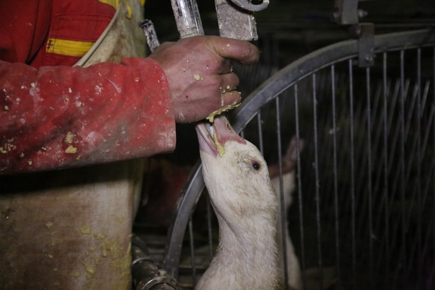 Nationalrat h&auml;lt an einem glaubw&uuml;rdigen Gegenentwurf zur Stopfleber-Initiative fest