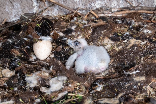 Neues Bartgeier-Küken für Natur- und Tierpark Goldau