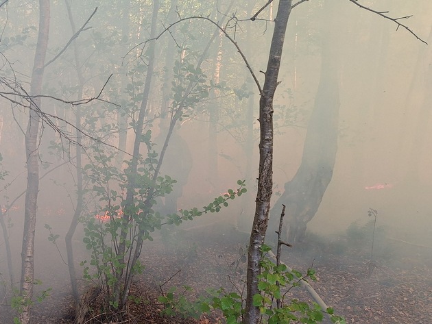 FW Bocholt: Waldbrand in Bocholt - Barlo