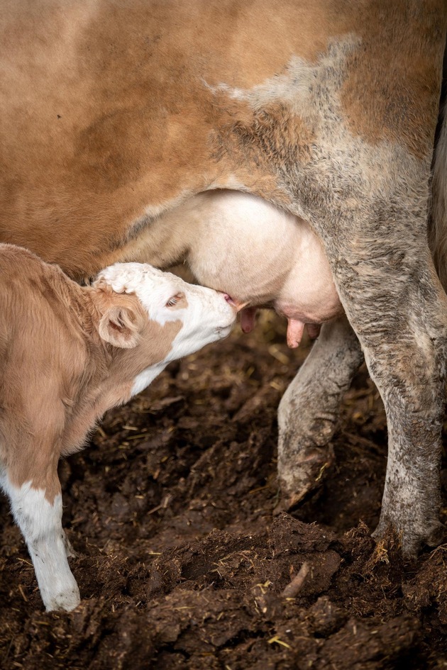 Excédent de lait en Suisse: l’élevage des veaux sous la mère comme solution