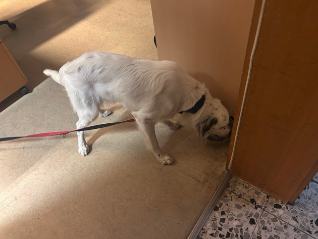 POL-PIOPP: Hund zugelaufen - Besitzer gesucht