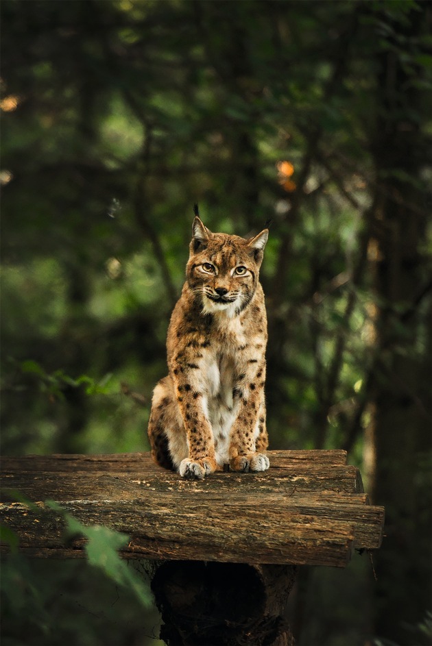 Graubünden darf den Luchs nicht politisch blockieren