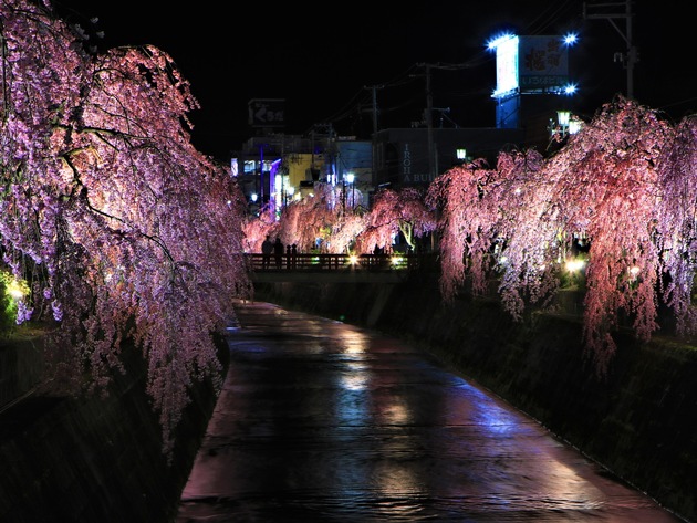 Un délicieux voyage à travers les paysages colorés des vergers japonais