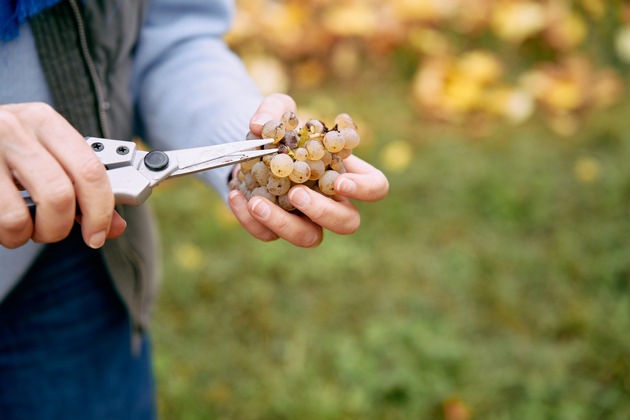 «Sonnenalp» feiert 10 Jahre «Fässler &amp; Salomon – Private Selection by Dr. Anna-Maria Fässler» und wagt mit eigenem Weinberg einen Blick in die Zukunft