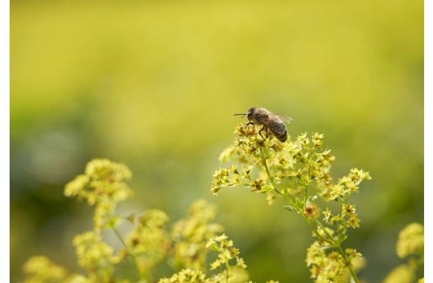 Ricola Group AG: Für mehr Biodiversität: Ricola engagiert sich für Bienen