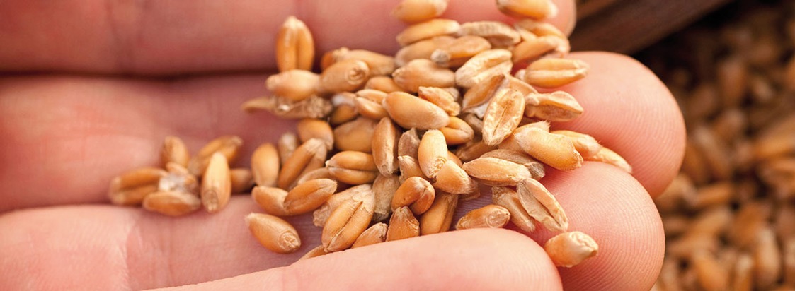 Die Gesunderhaltung der Erntegüter sichert höchste Produktqualität