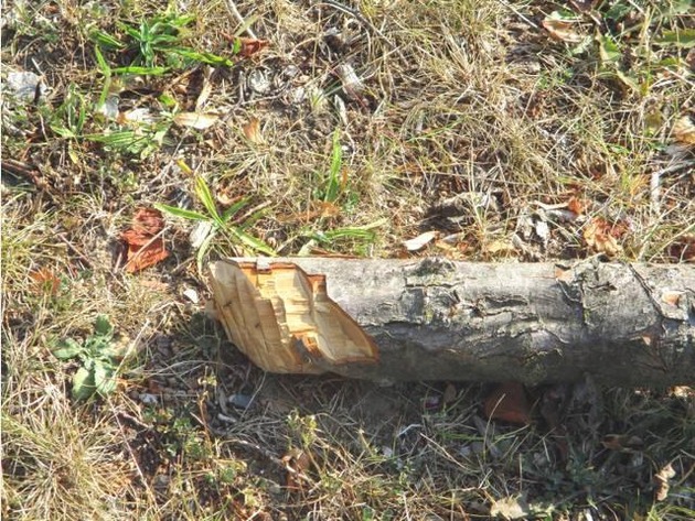 POL-HI: Sachbeschädigung; unbekannte Täter fällen Baum im Bereich der KGS Gronau und werfen ihn auf die Fahrbahn der nahegelegenen Bushaltestelle